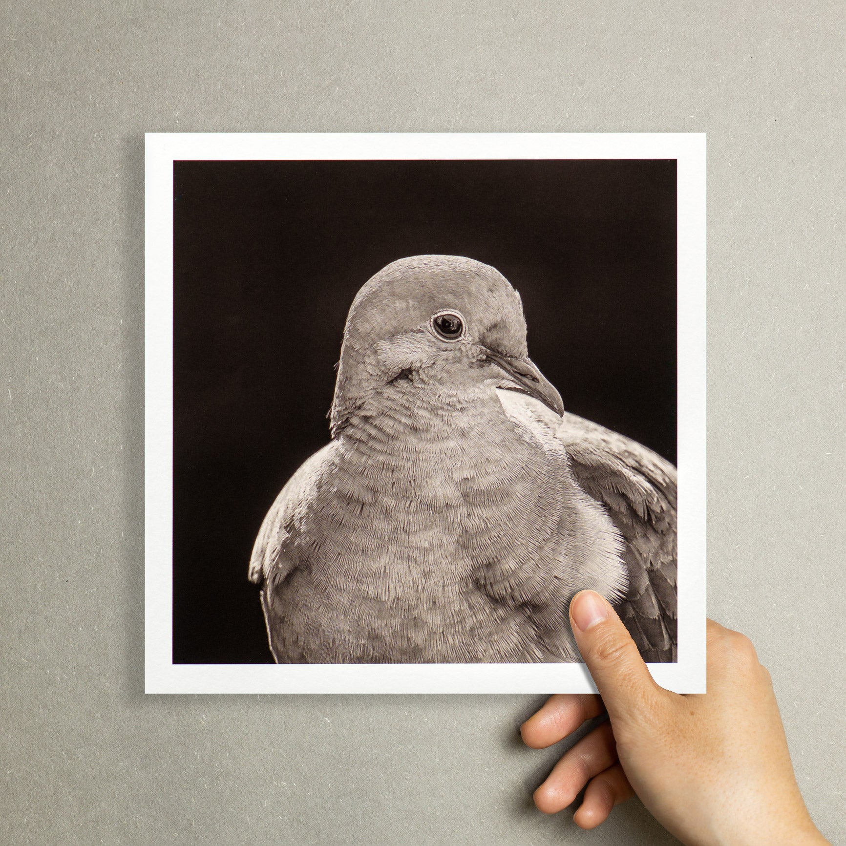 "Portrait of a Mourning Dove" Fine Art Giclée Print