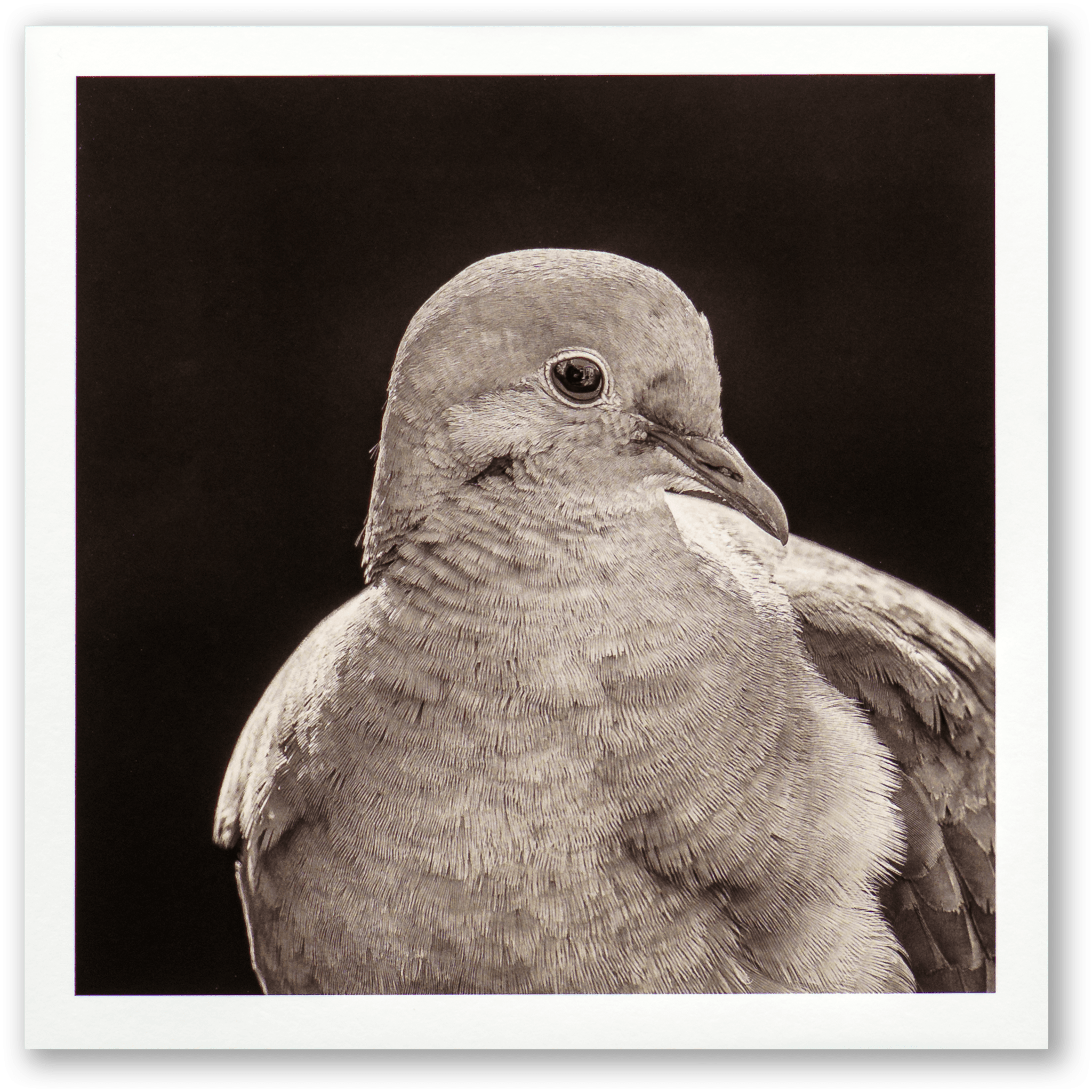 "Portrait of a Mourning Dove" Fine Art Giclée Print
