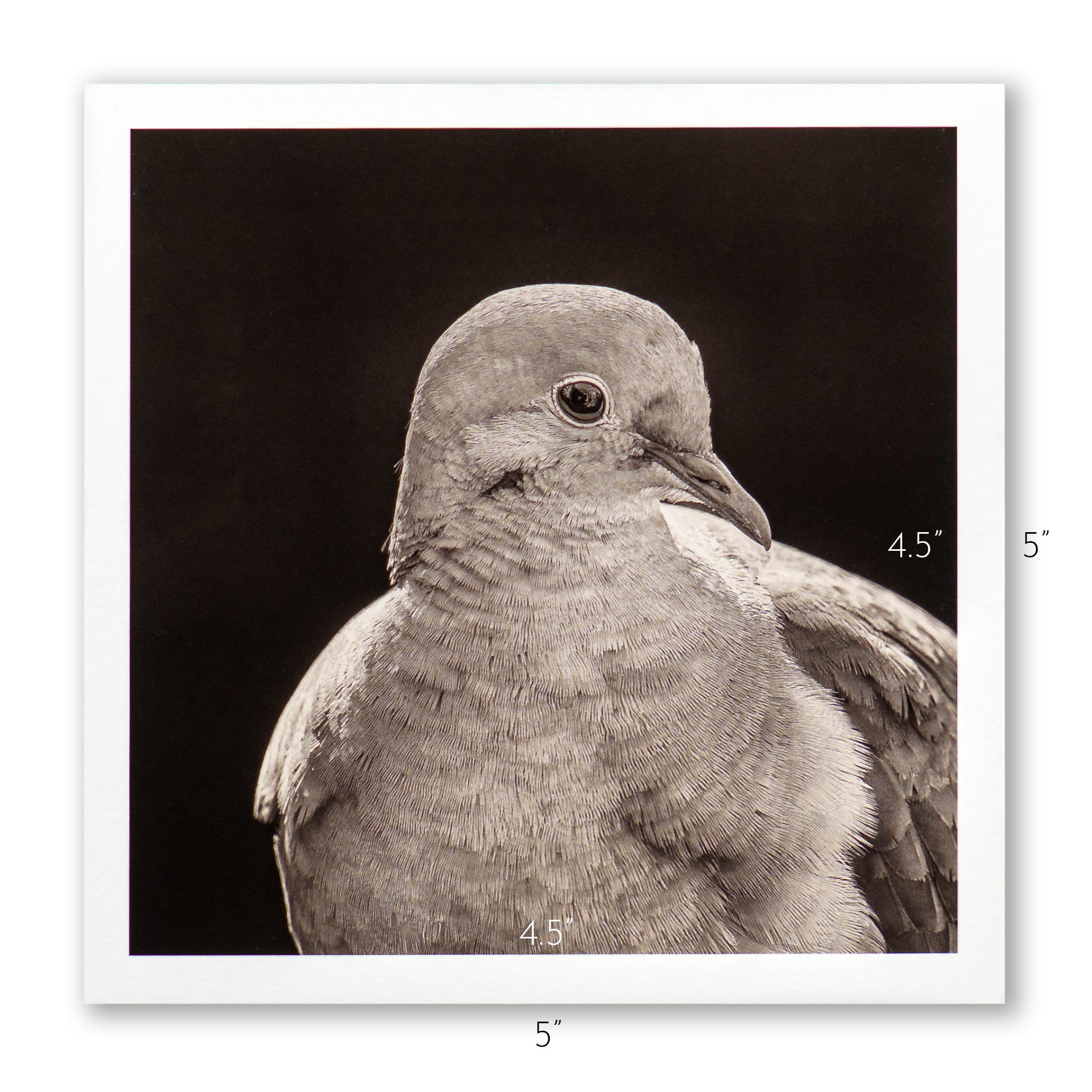 "Portrait of a Mourning Dove" Fine Art Giclée Print