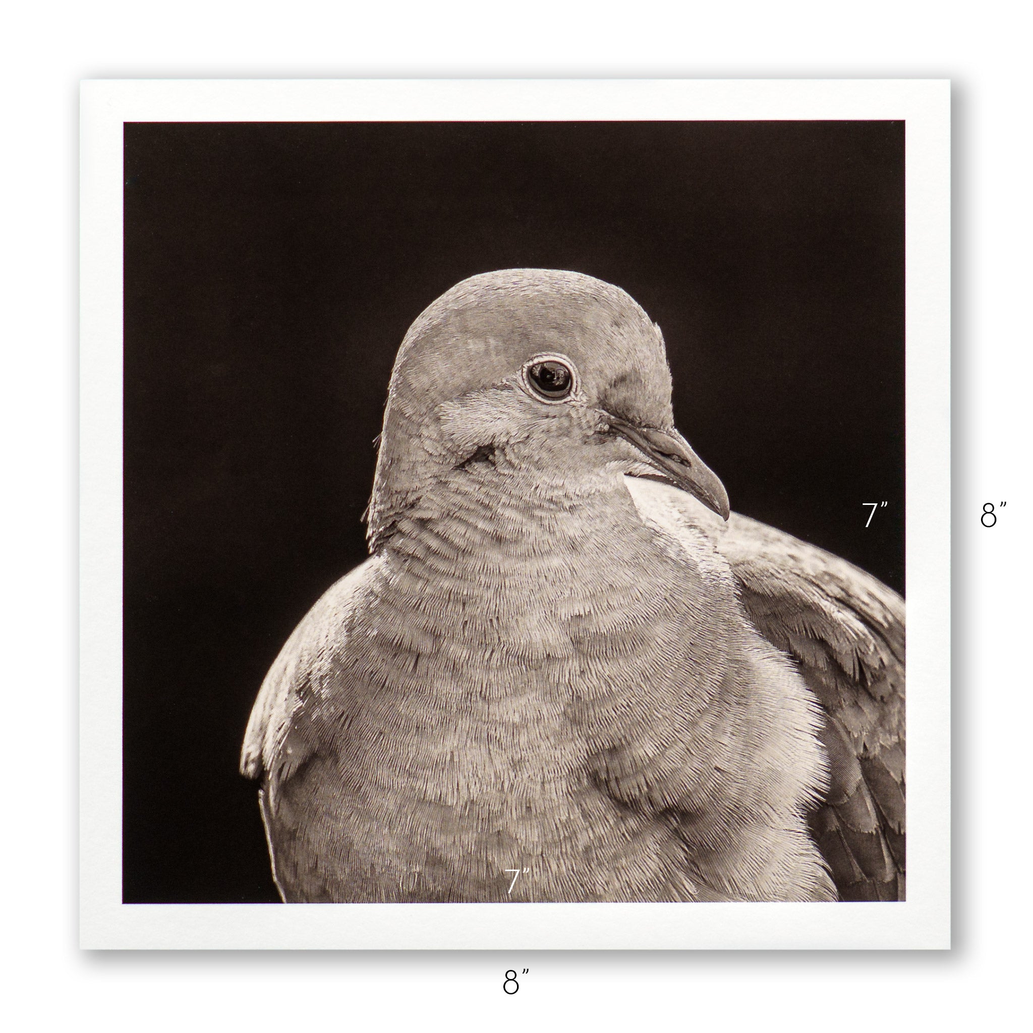 "Portrait of a Mourning Dove" Fine Art Giclée Print