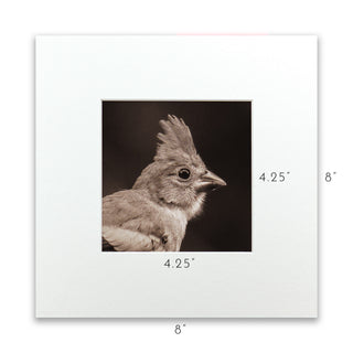 "Portrait of a Northern Cardinal" Fine Art Giclée Print