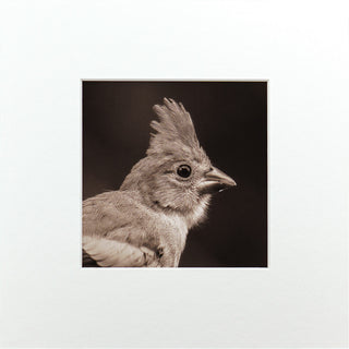 "Portrait of a Northern Cardinal" Fine Art Giclée Print