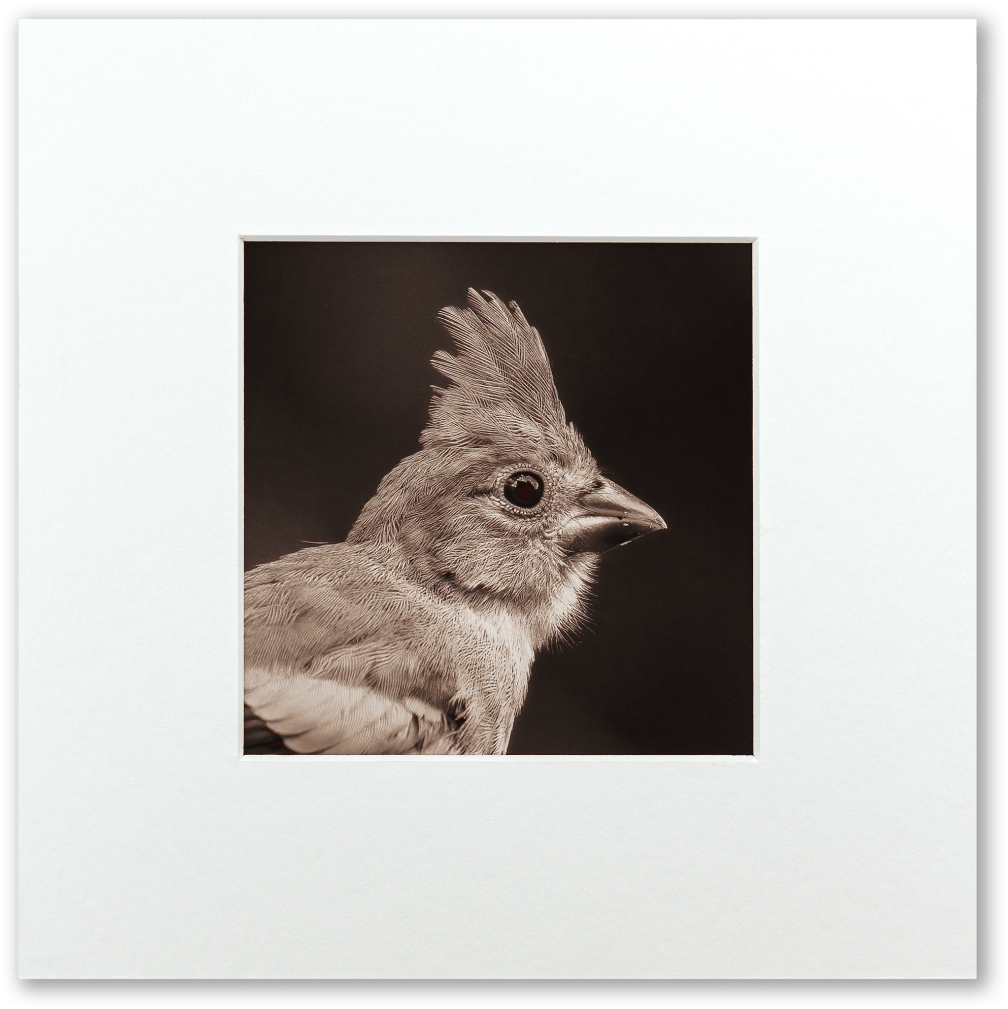 "Portrait of a Northern Cardinal" Fine Art Giclée Print