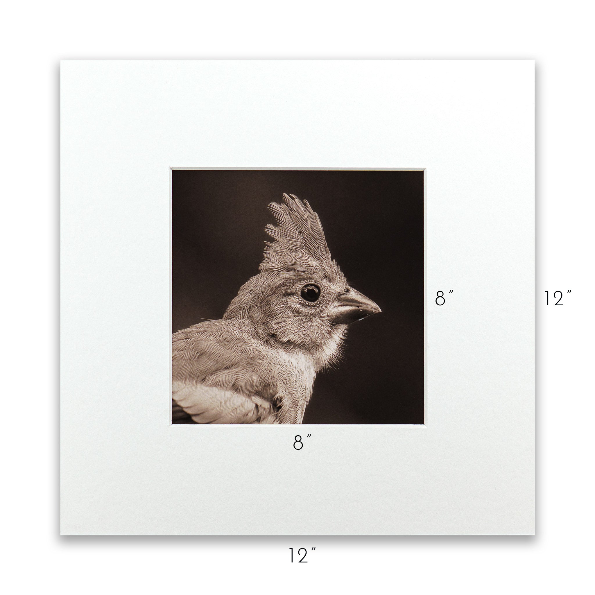 "Portrait of a Northern Cardinal" Fine Art Giclée Print