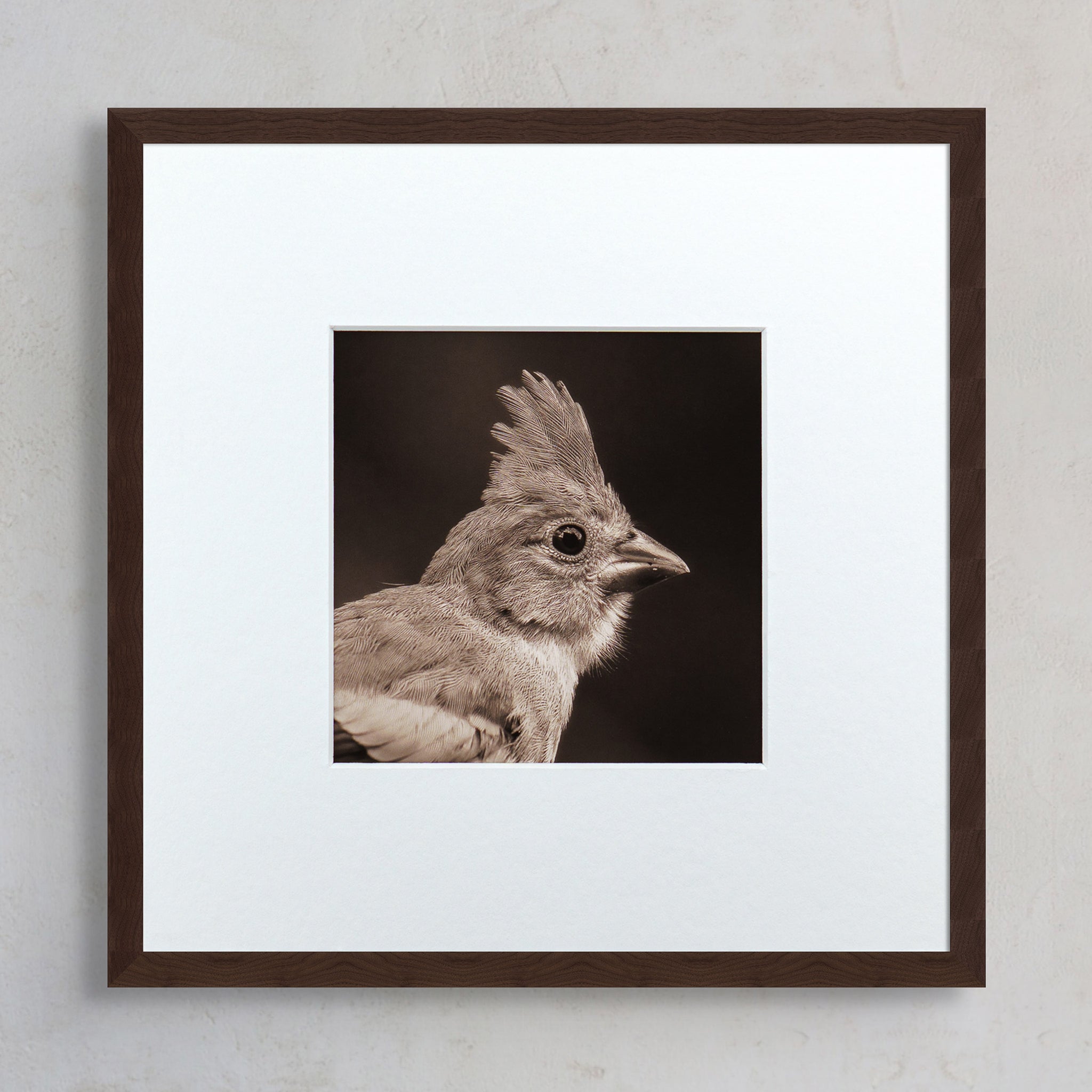 "Portrait of a Northern Cardinal" Fine Art Giclée Print