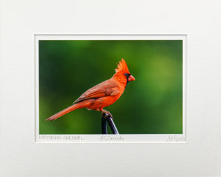 "Male Northern Cardinal" Fine Art Giclée Print
