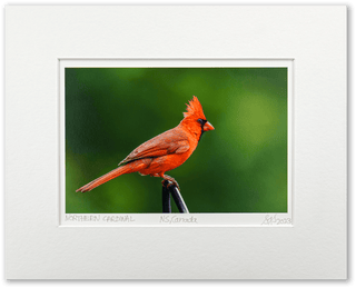 "Male Northern Cardinal" Fine Art Giclée Print