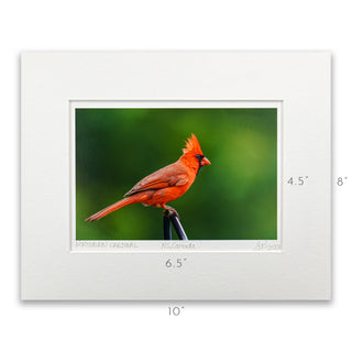 "Male Northern Cardinal" Fine Art Giclée Print