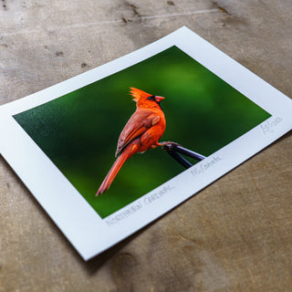 Angled view of unmatted colour giclee print of wildlife photograph of northern cardinal lying flat on wooden surface