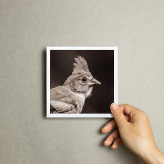 "Portrait of a Northern Cardinal" Fine Art Giclée Print