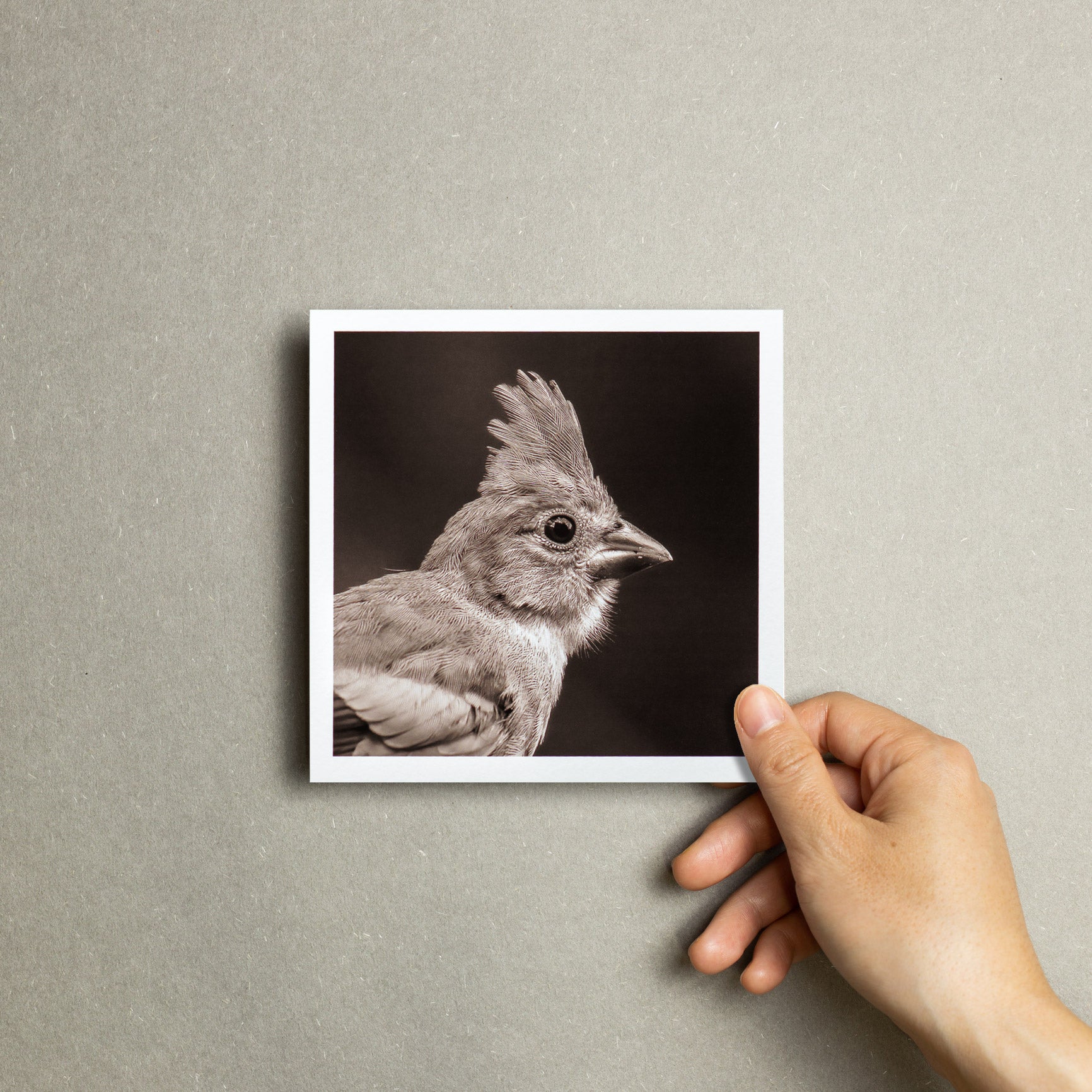 "Portrait of a Northern Cardinal" Fine Art Giclée Print