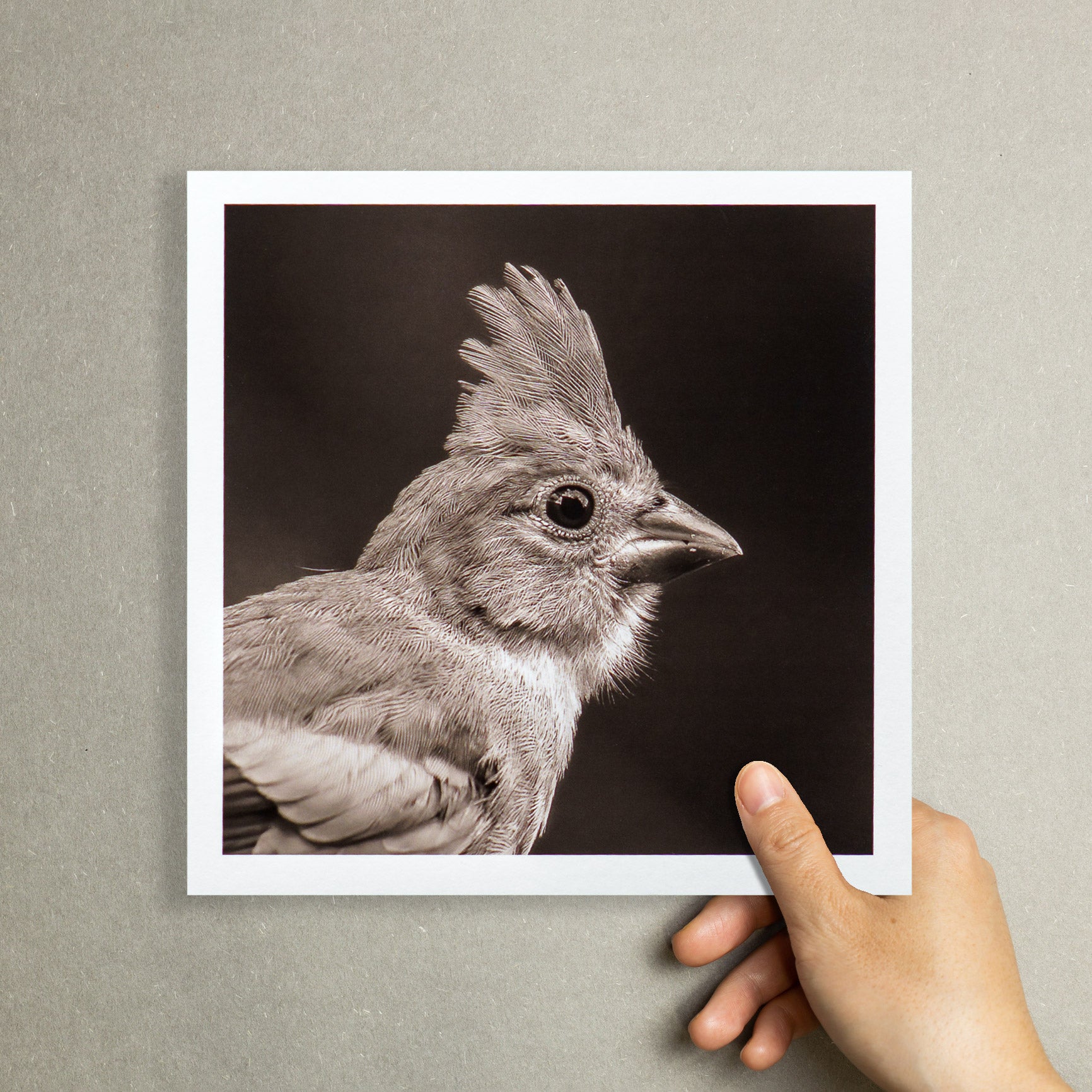 "Portrait of a Northern Cardinal" Fine Art Giclée Print