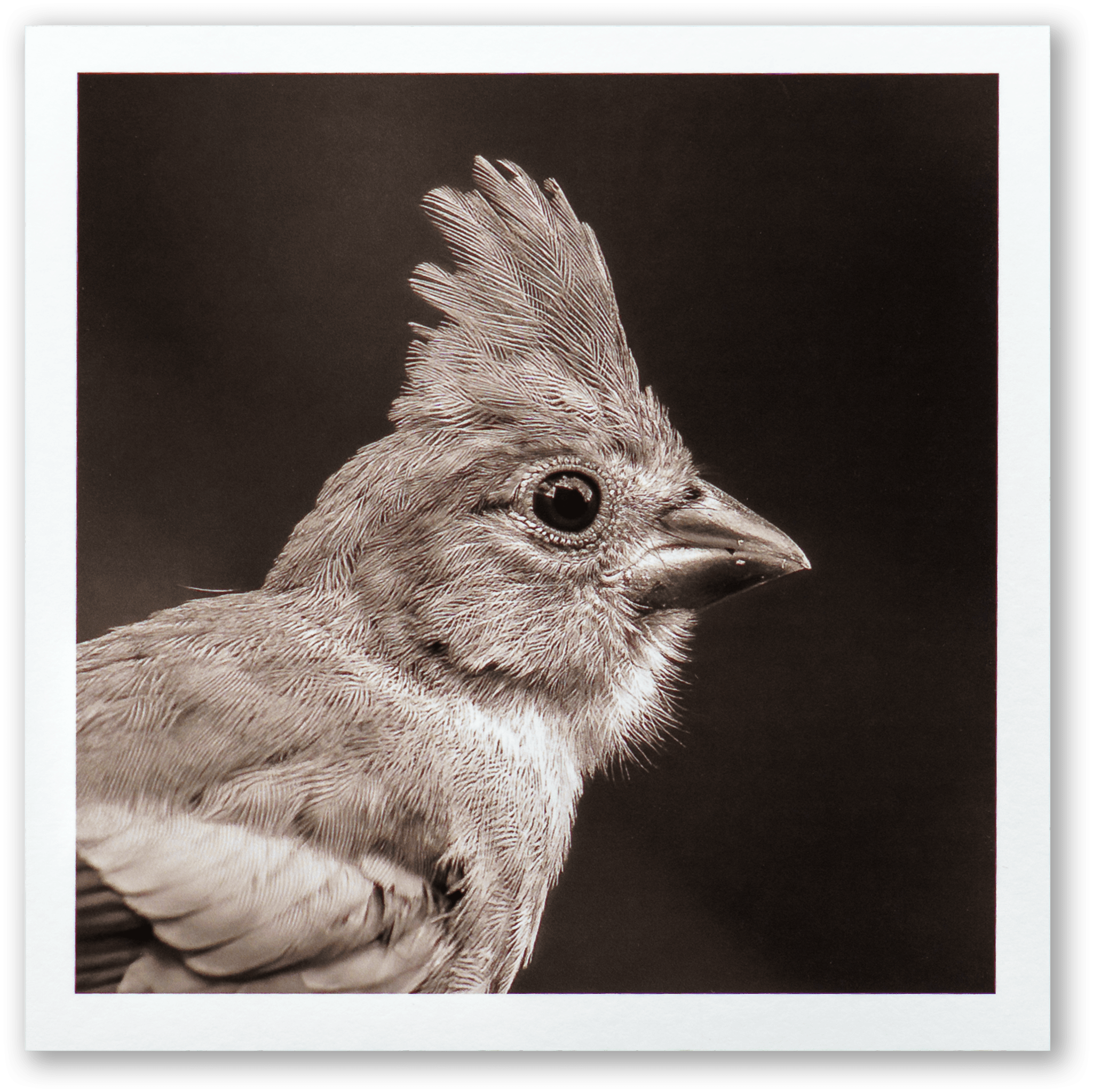 "Portrait of a Northern Cardinal" Fine Art Giclée Print