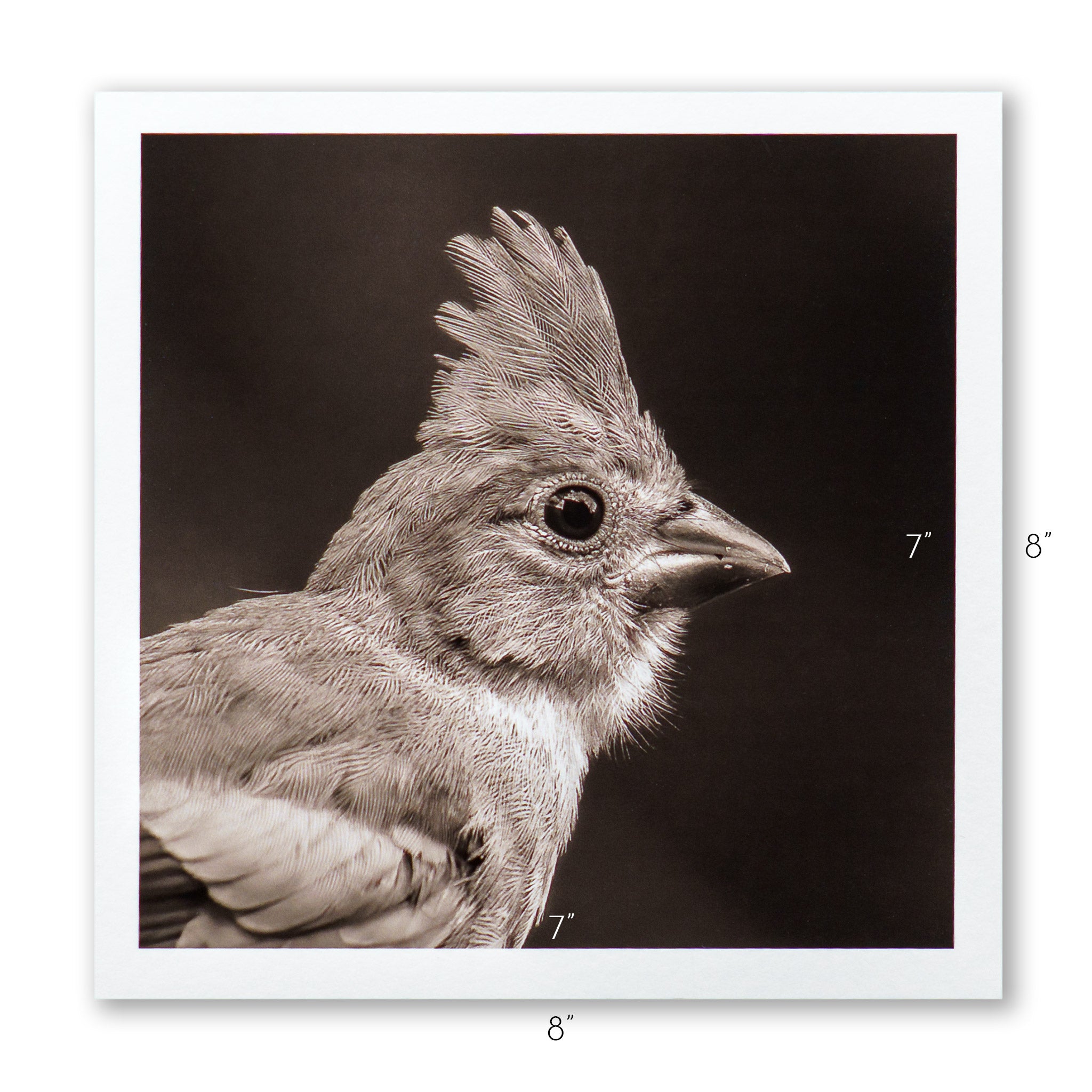 "Portrait of a Northern Cardinal" Fine Art Giclée Print