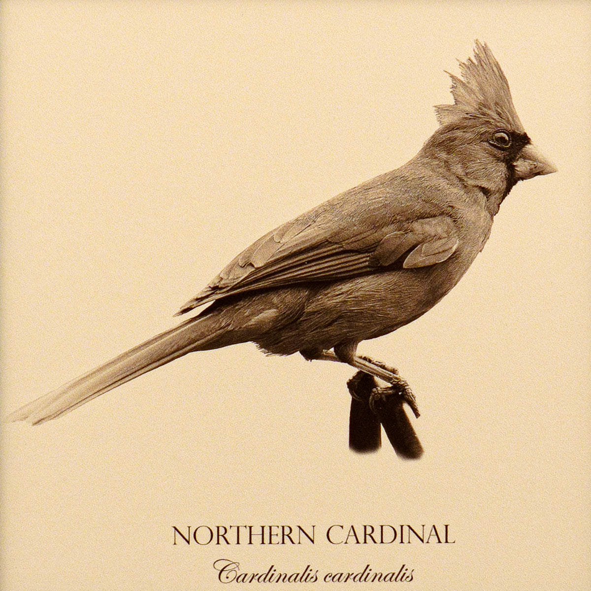 "Northern Cardinal" Fine Art Giclée Print