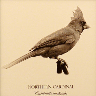 Close up of vintage style print of a northern cardinal showing bird detail and common and latin name