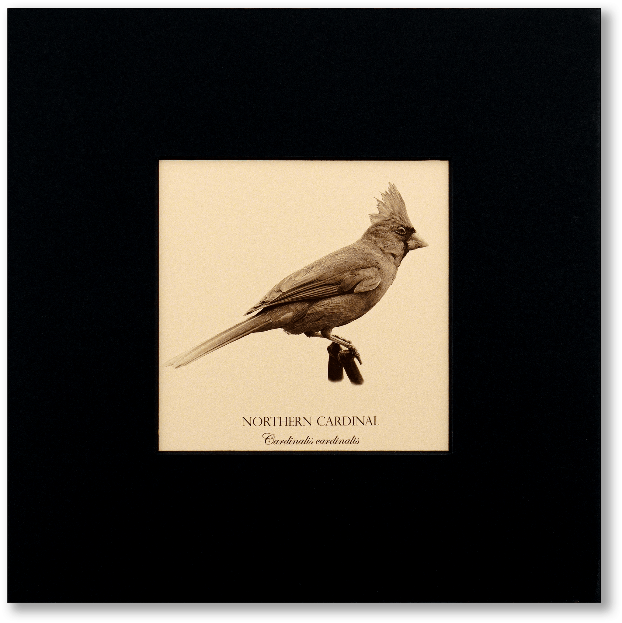 "Northern Cardinal" Fine Art Giclée Print