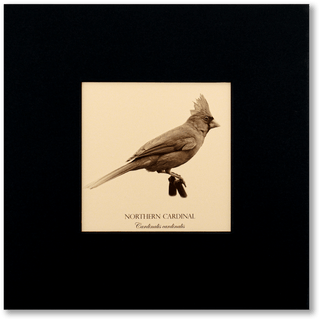 "Northern Cardinal" Fine Art Giclée Print