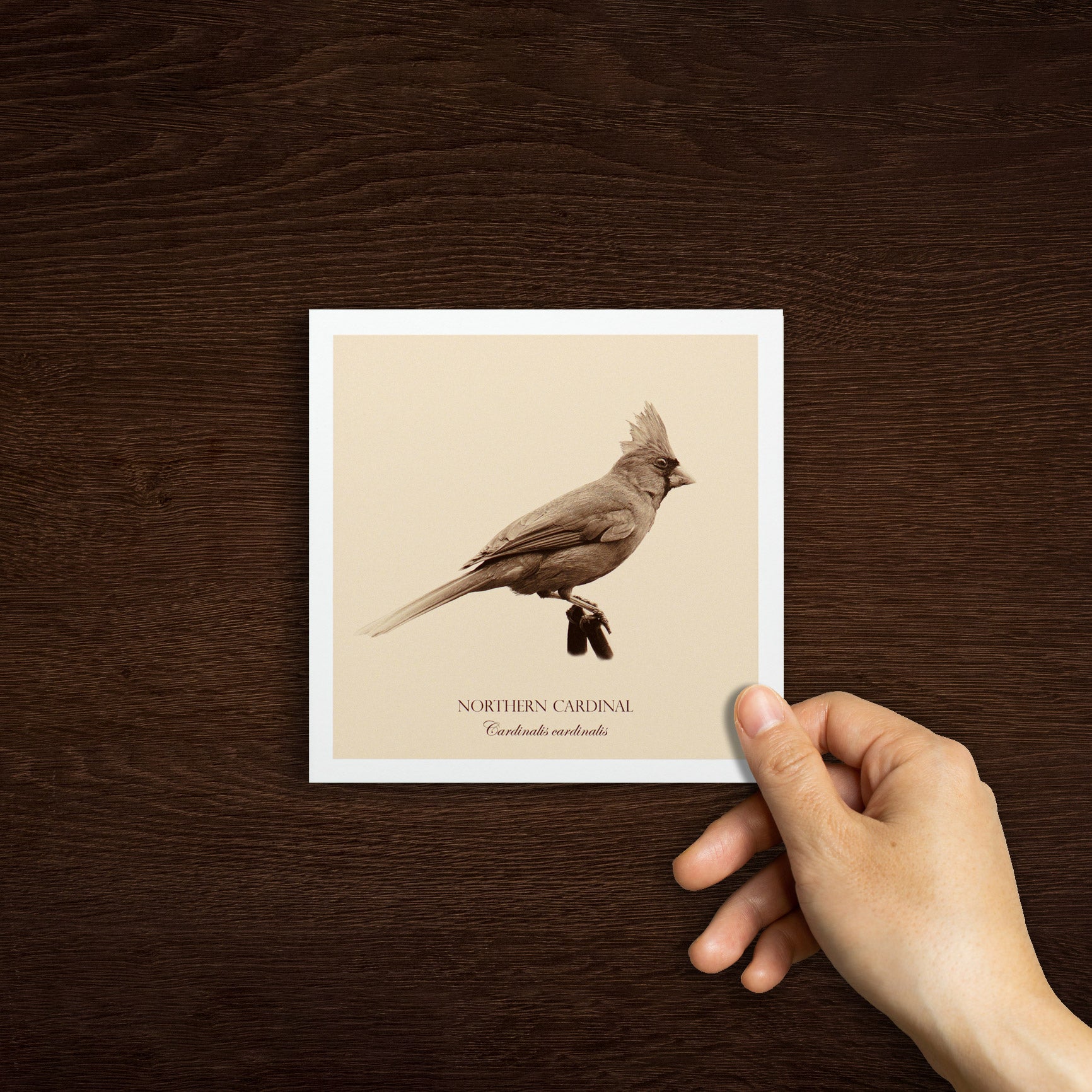 "Northern Cardinal" Fine Art Giclée Print