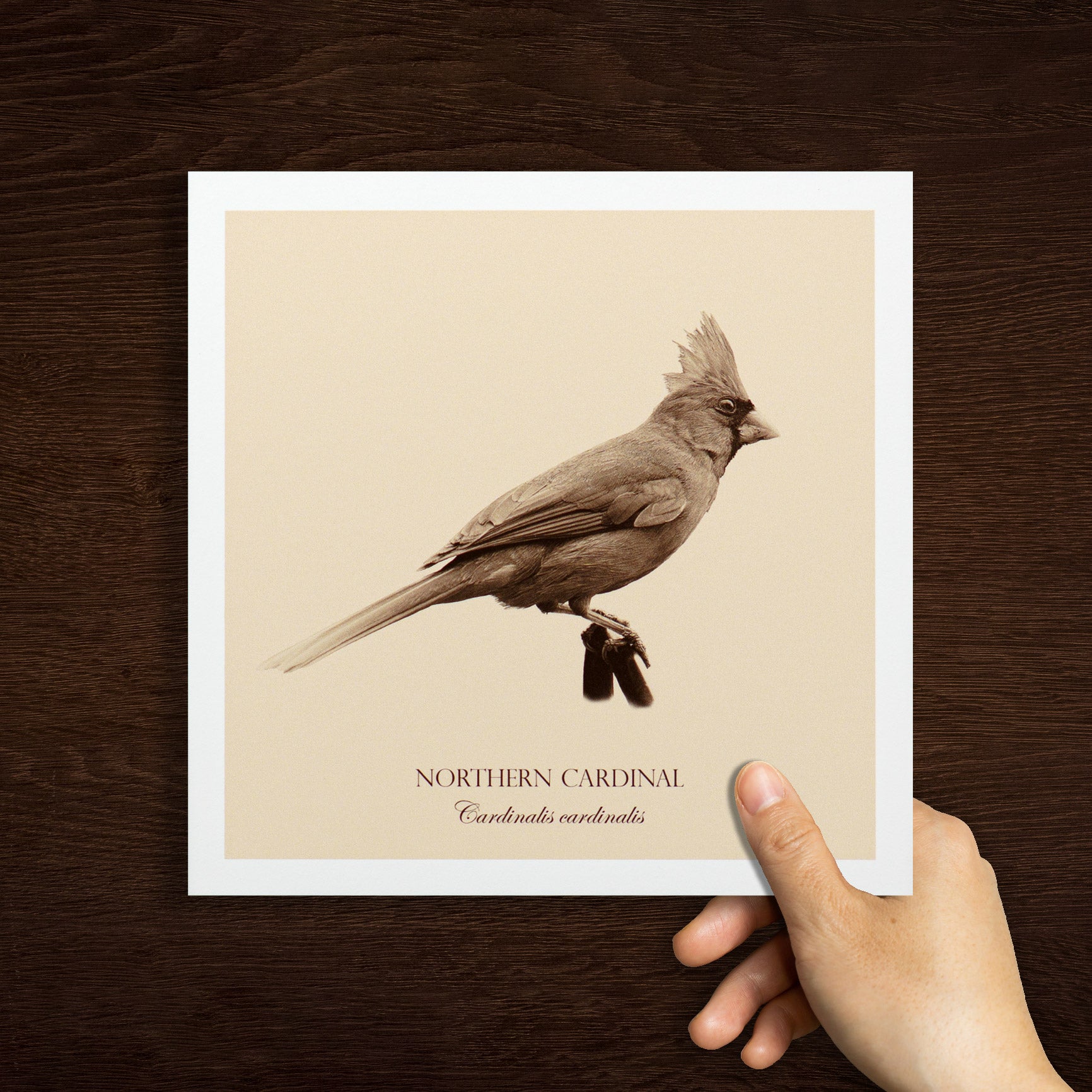 "Northern Cardinal" Fine Art Giclée Print