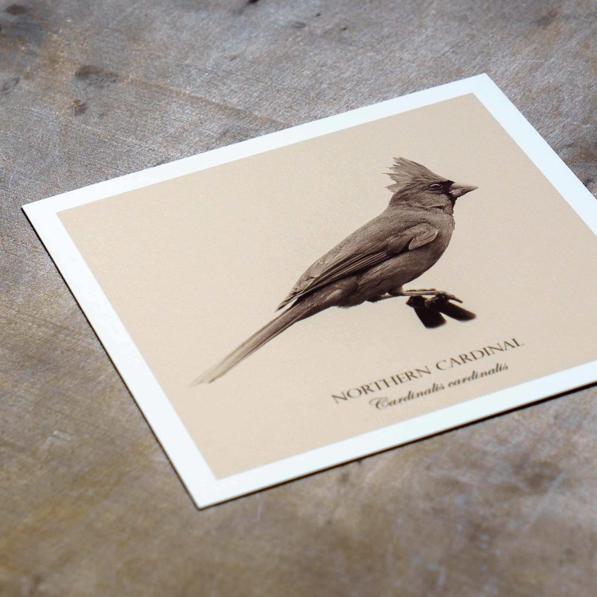 "Northern Cardinal" Fine Art Giclée Print