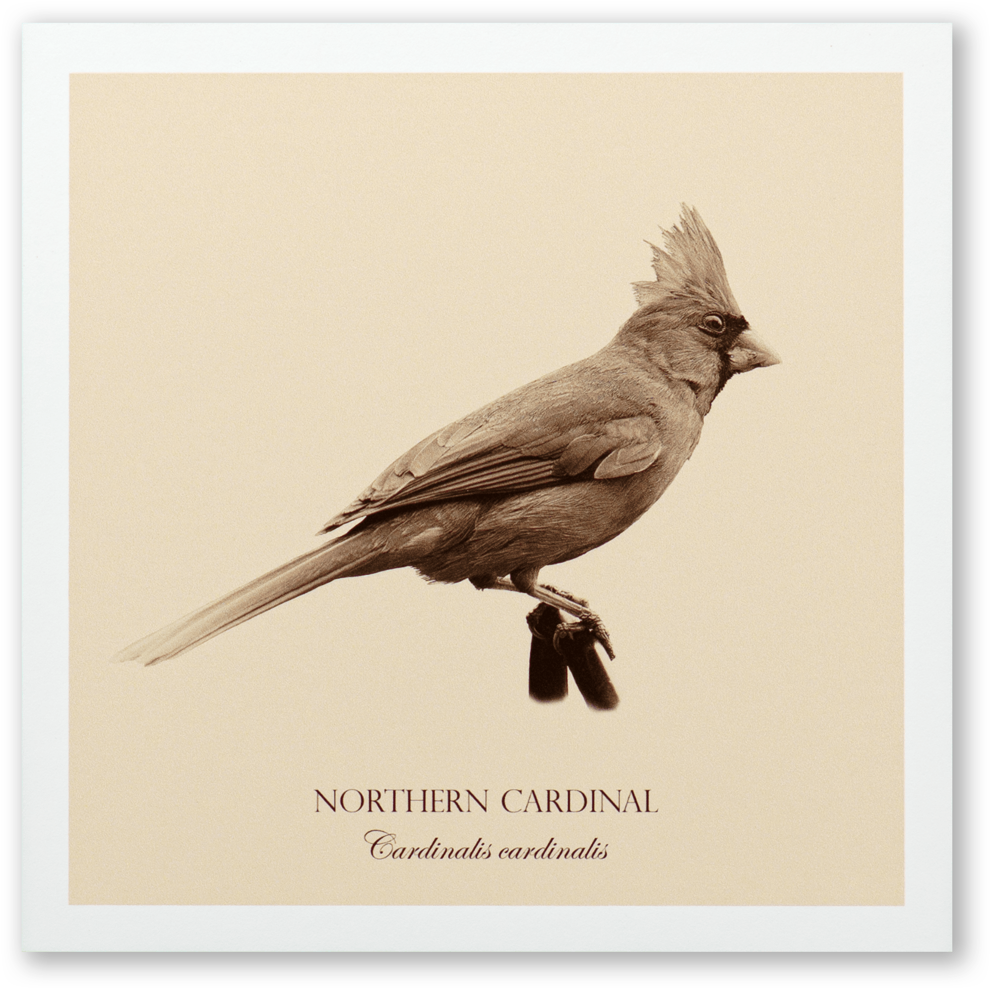 "Northern Cardinal" Fine Art Giclée Print