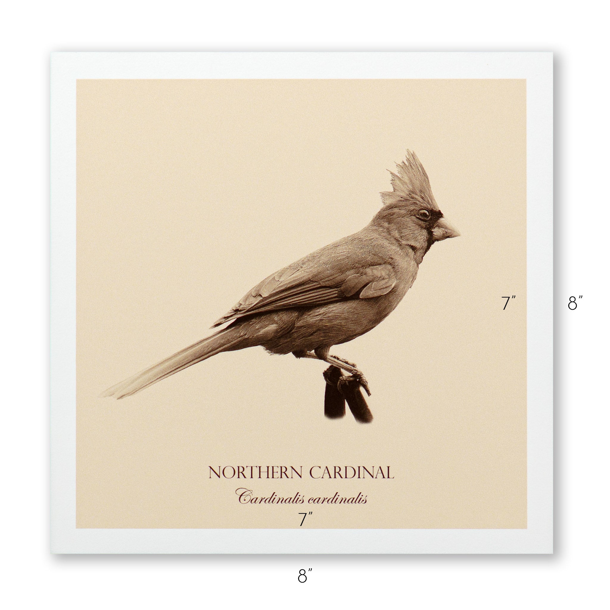 "Northern Cardinal" Fine Art Giclée Print