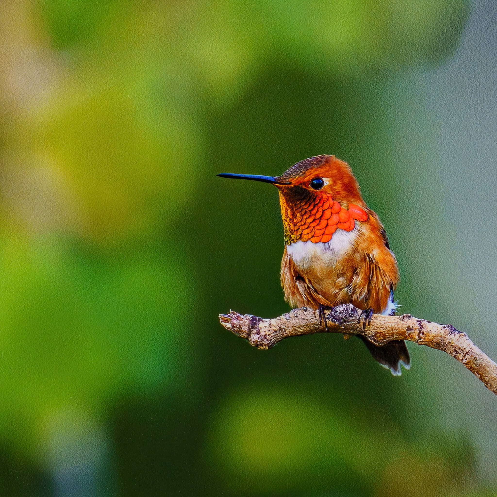 "Perched Rufous Hummingbird" Fine Art Giclée Print