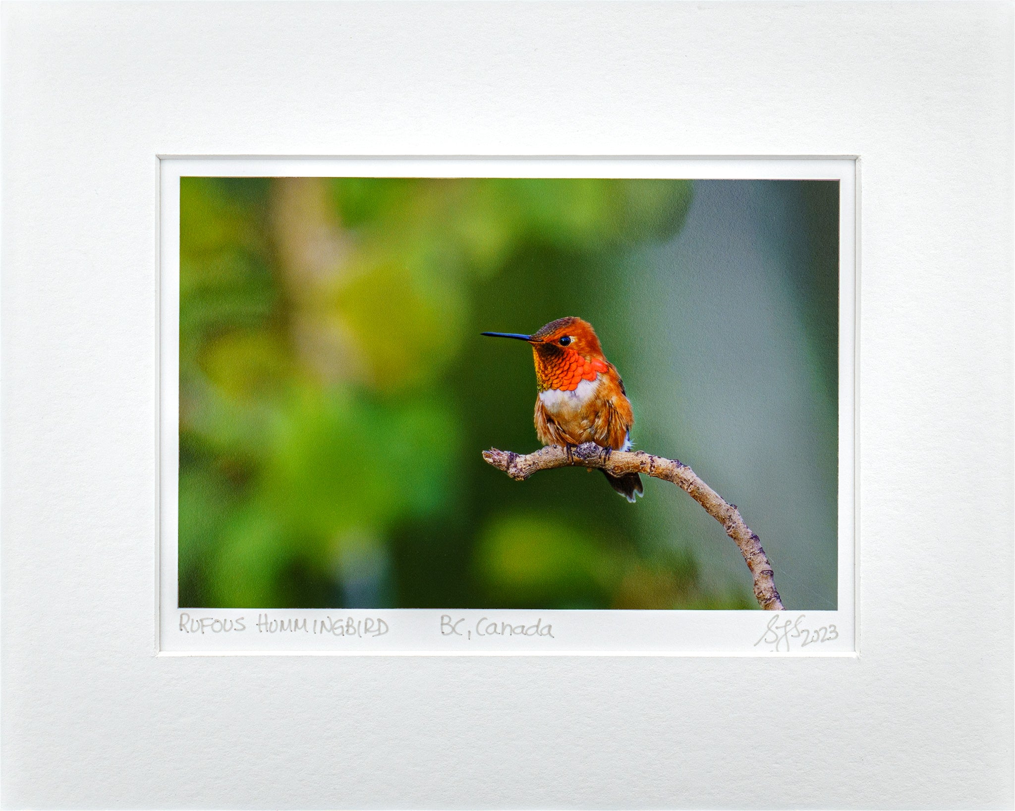 "Perched Rufous Hummingbird" Fine Art Giclée Print