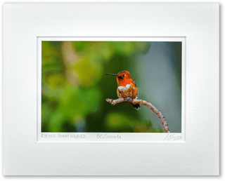 "Perched Rufous Hummingbird" Fine Art Giclée Print