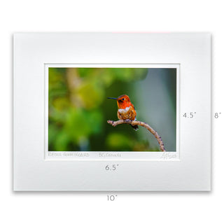 "Perched Rufous Hummingbird" Fine Art Giclée Print