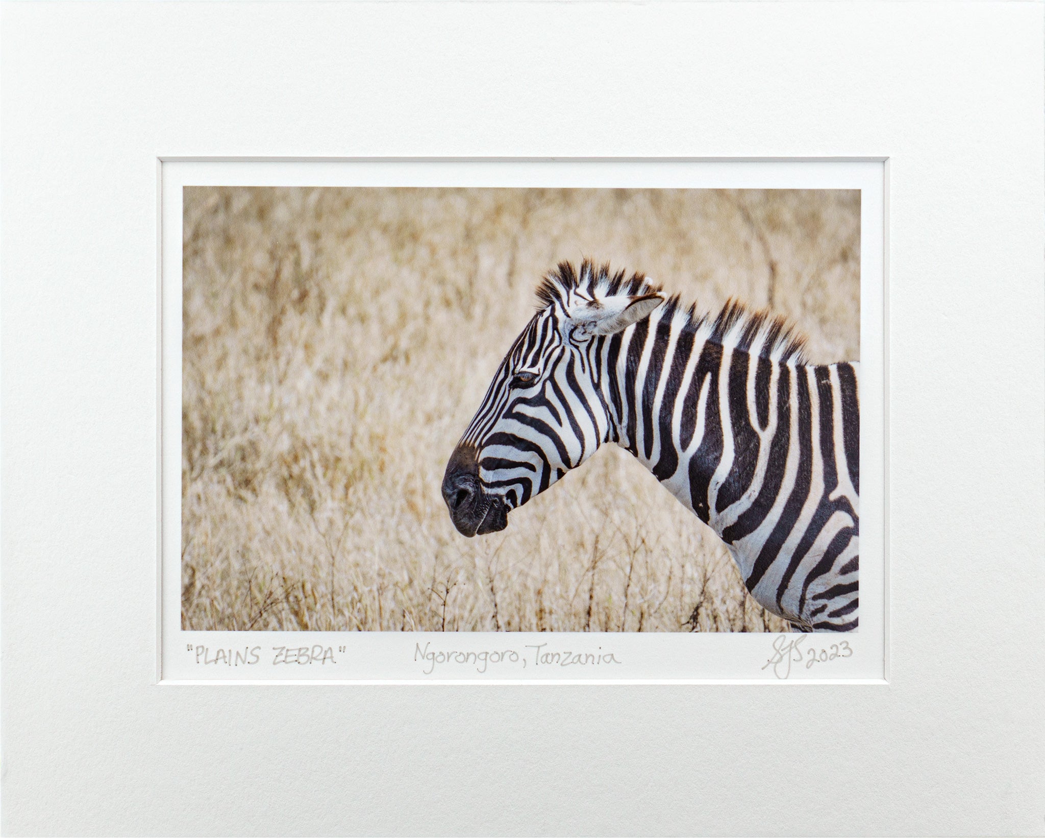 Plains Zebra Vibrant Collection Signed Giclee Print