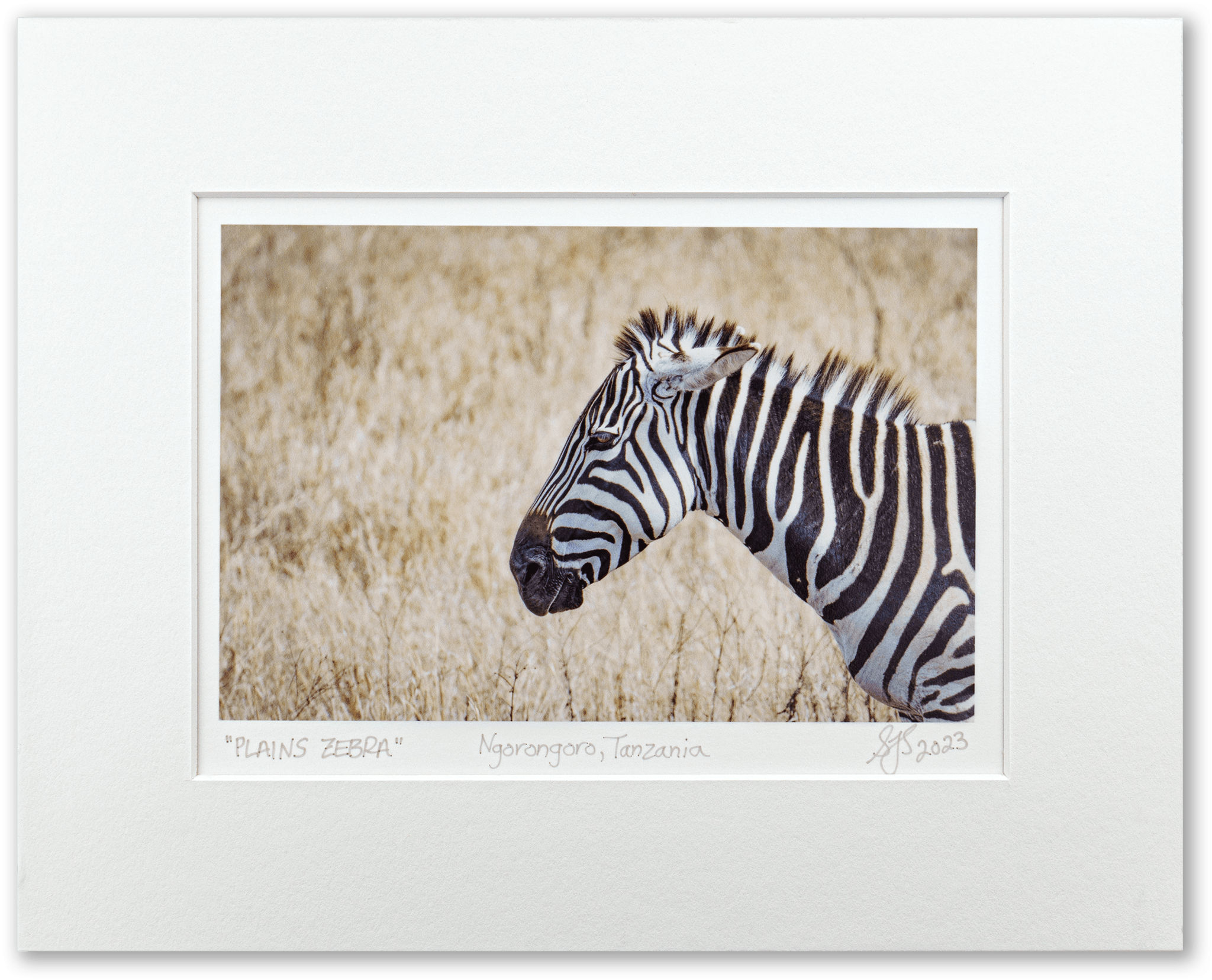 Plains Zebra Vibrant Collection Signed Giclee Print