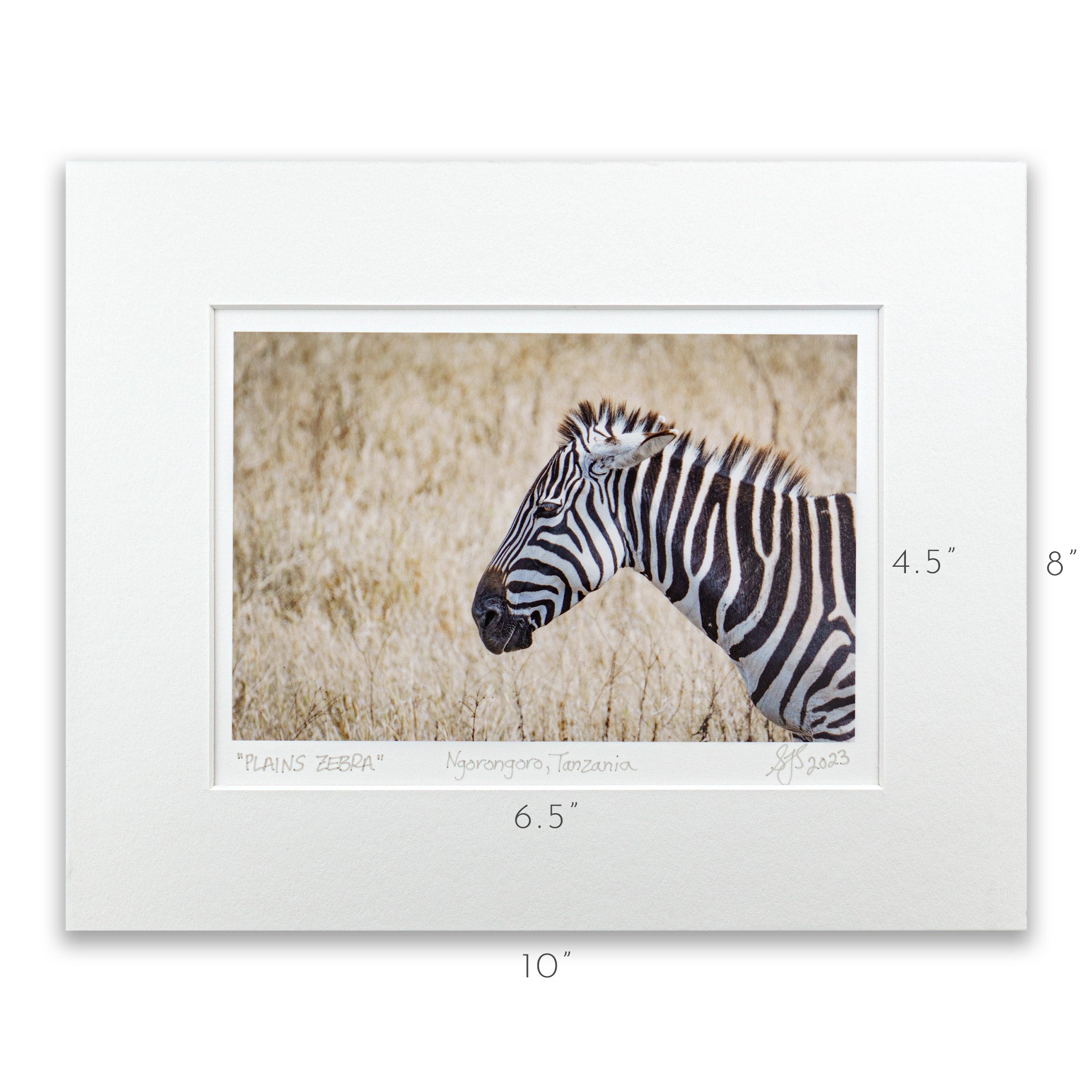Plains Zebra Vibrant Collection Signed Giclee Print