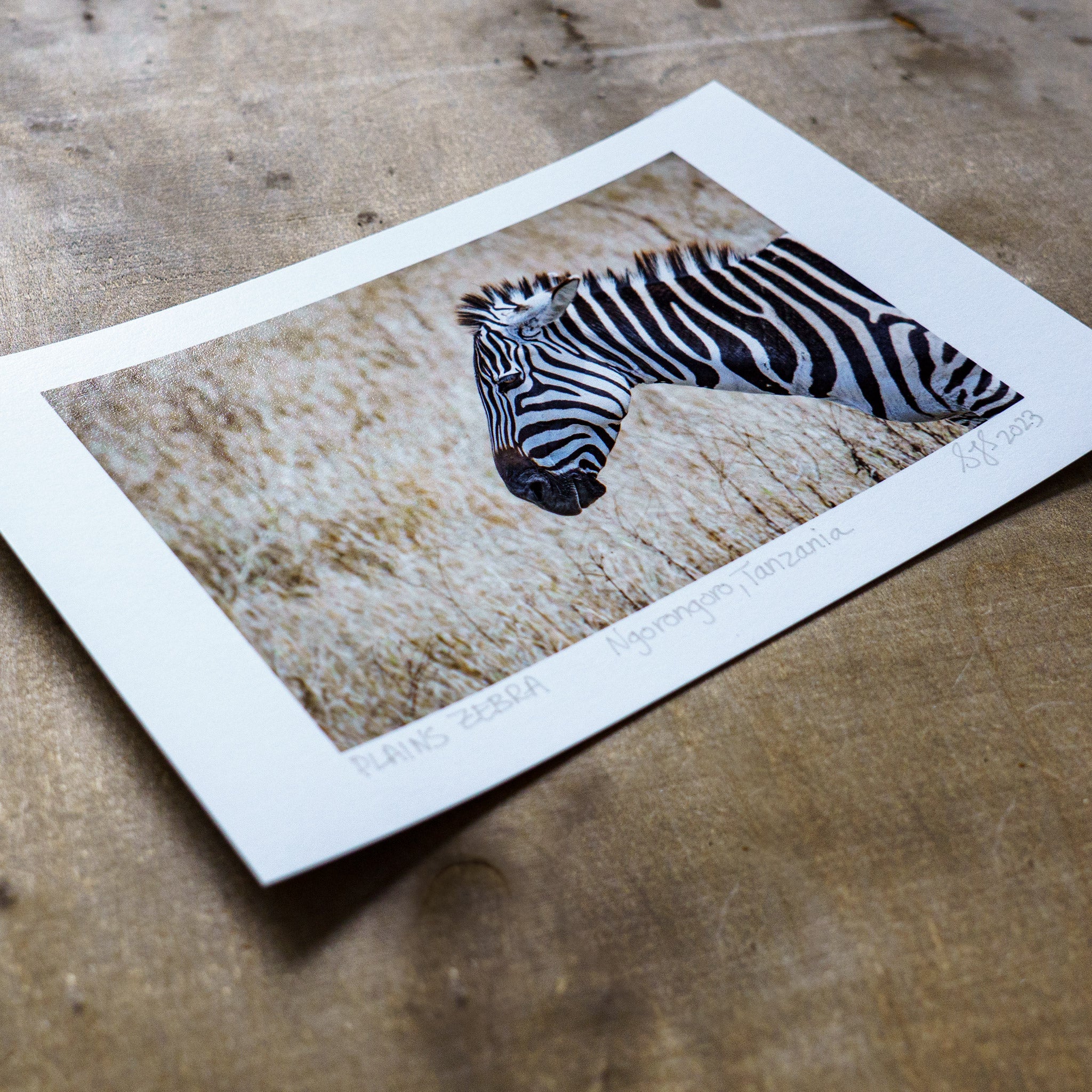 Angled view unmatted signed colour giclee print of wildlife photograph plains zebra portrait lying flat wooden surface