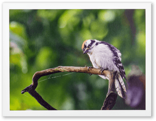 "Inquisitive Woodpecker" Handmade Fine Art Card