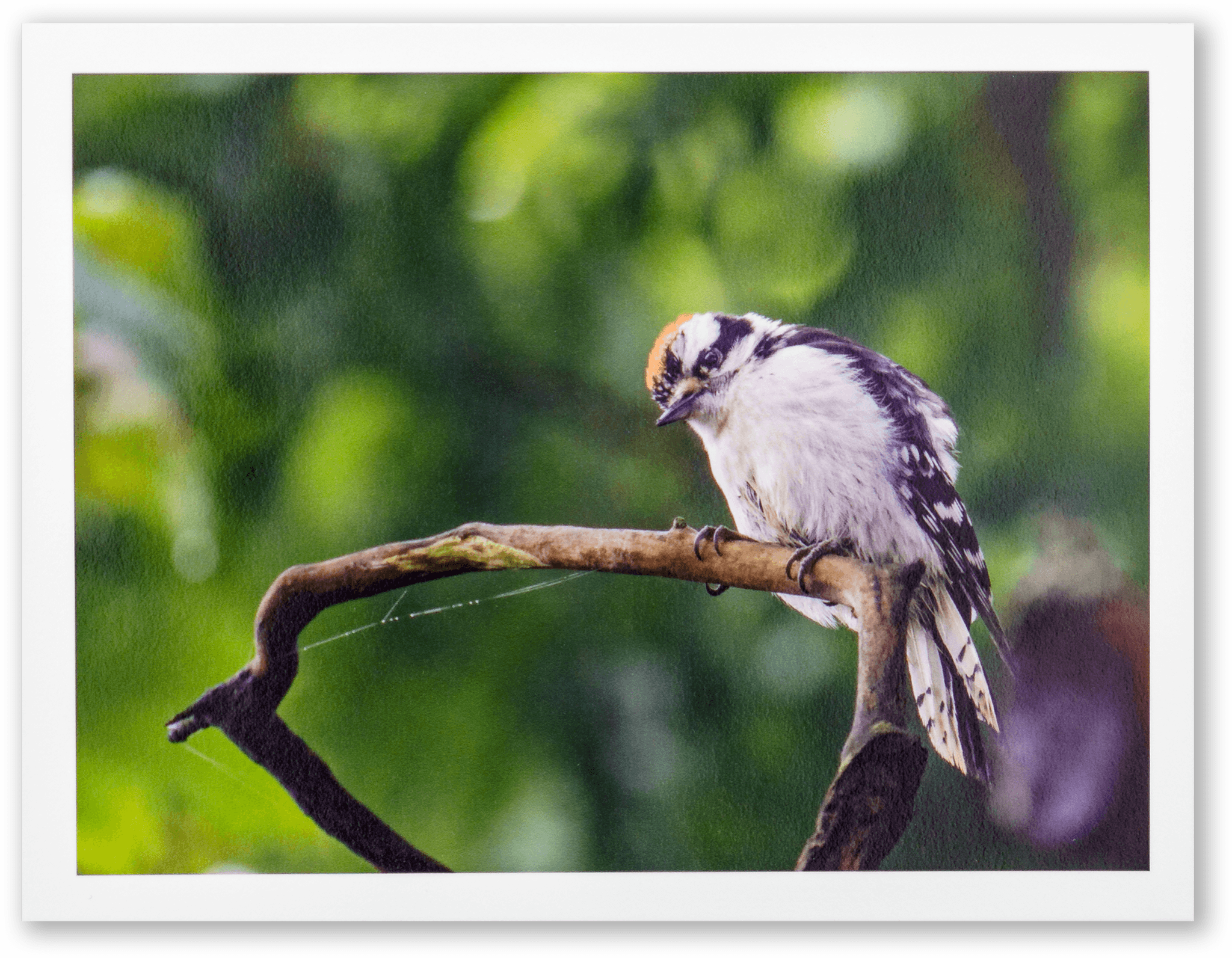 "Inquisitive Woodpecker" Handmade Fine Art Card