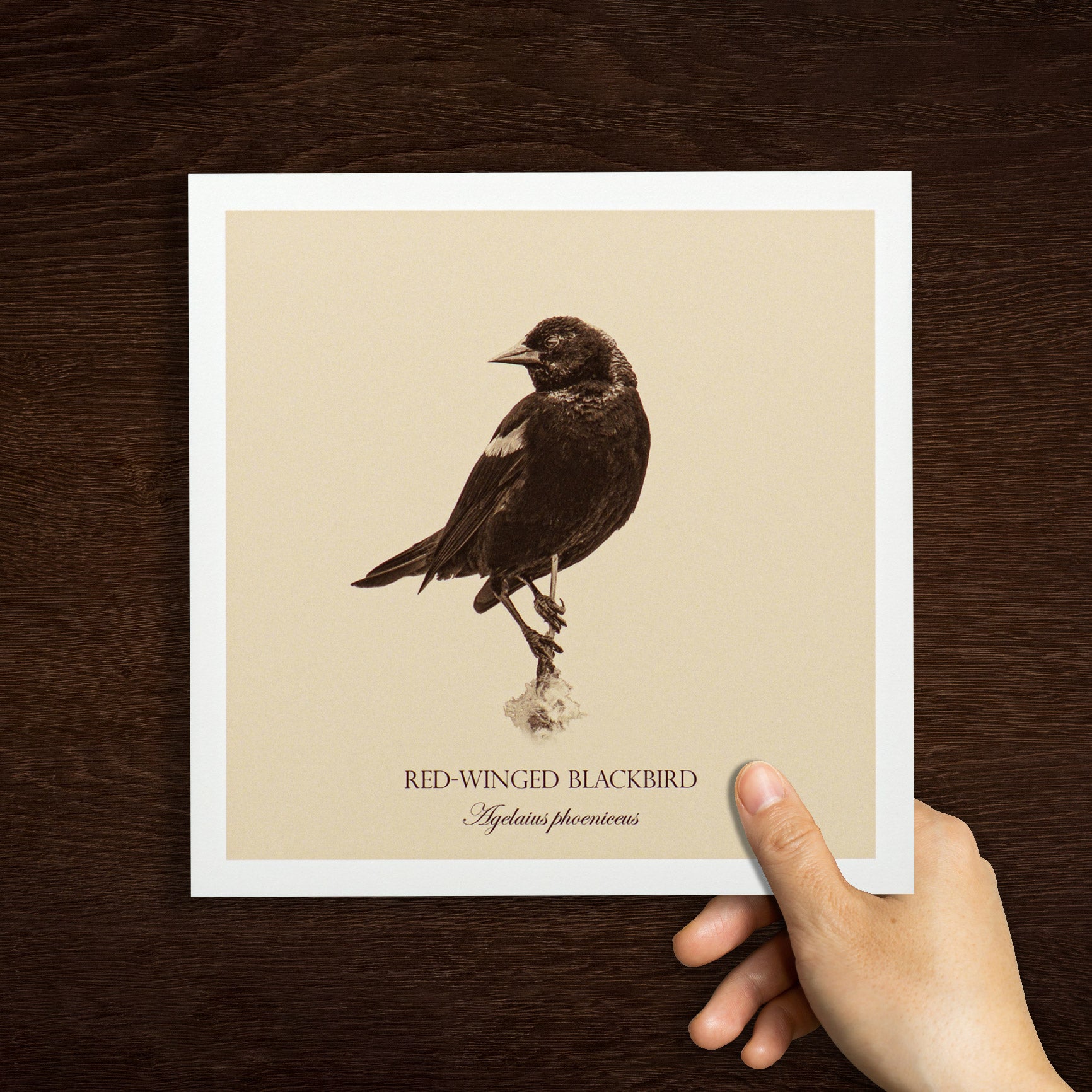 "Red-Winged Blackbird" Fine Art Giclée Print