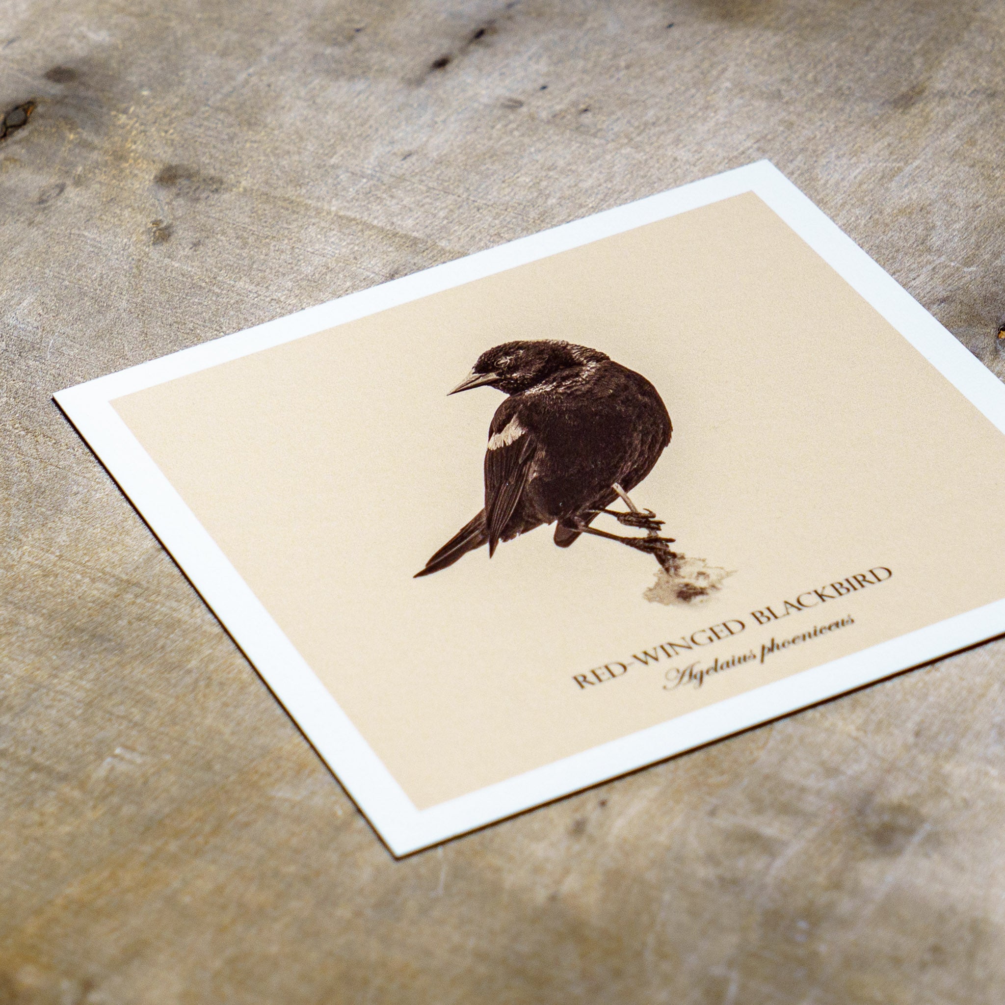 "Red-Winged Blackbird" Fine Art Giclée Print