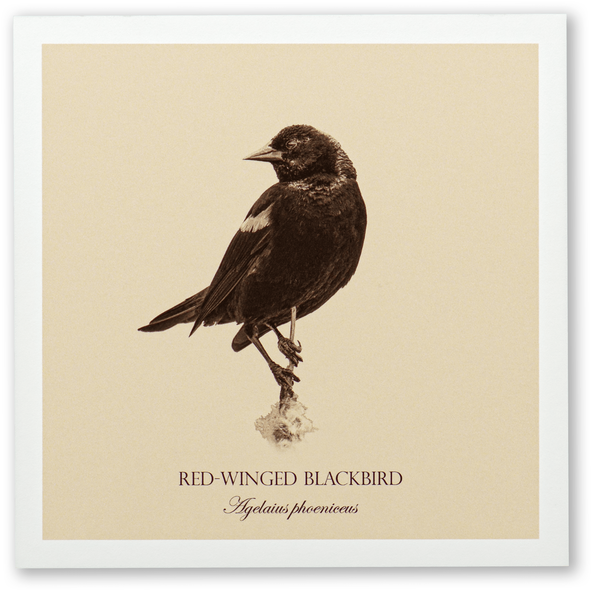 "Red-Winged Blackbird" Fine Art Giclée Print