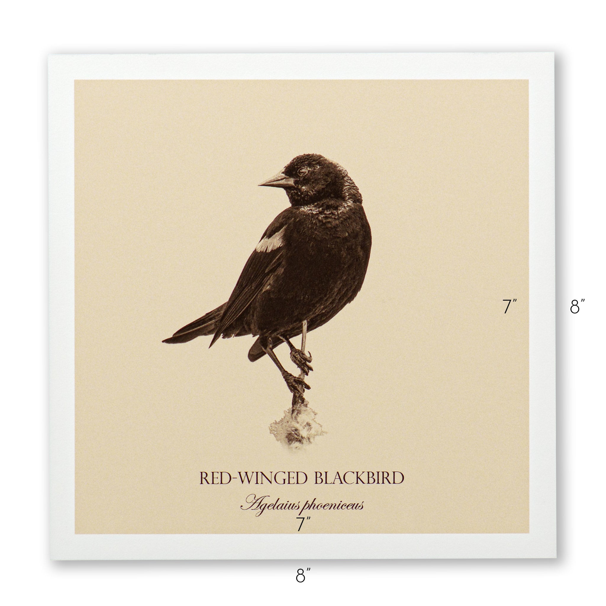 "Red-Winged Blackbird" Fine Art Giclée Print