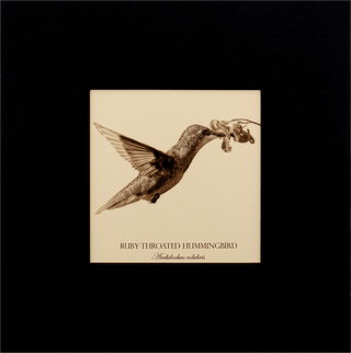 "Ruby-Throated Hummingbird" Fine Art Giclée Print