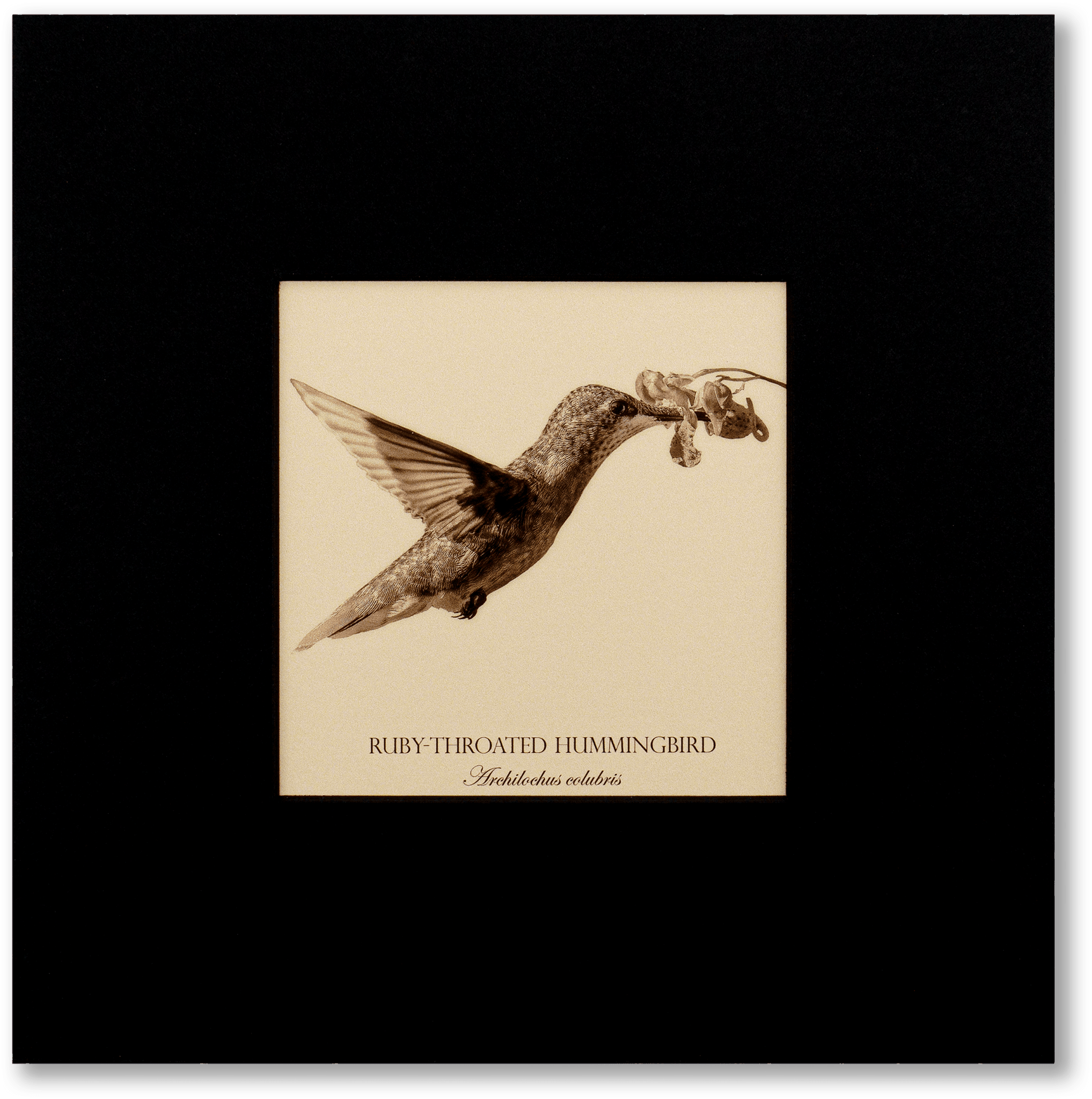 "Ruby-Throated Hummingbird" Fine Art Giclée Print