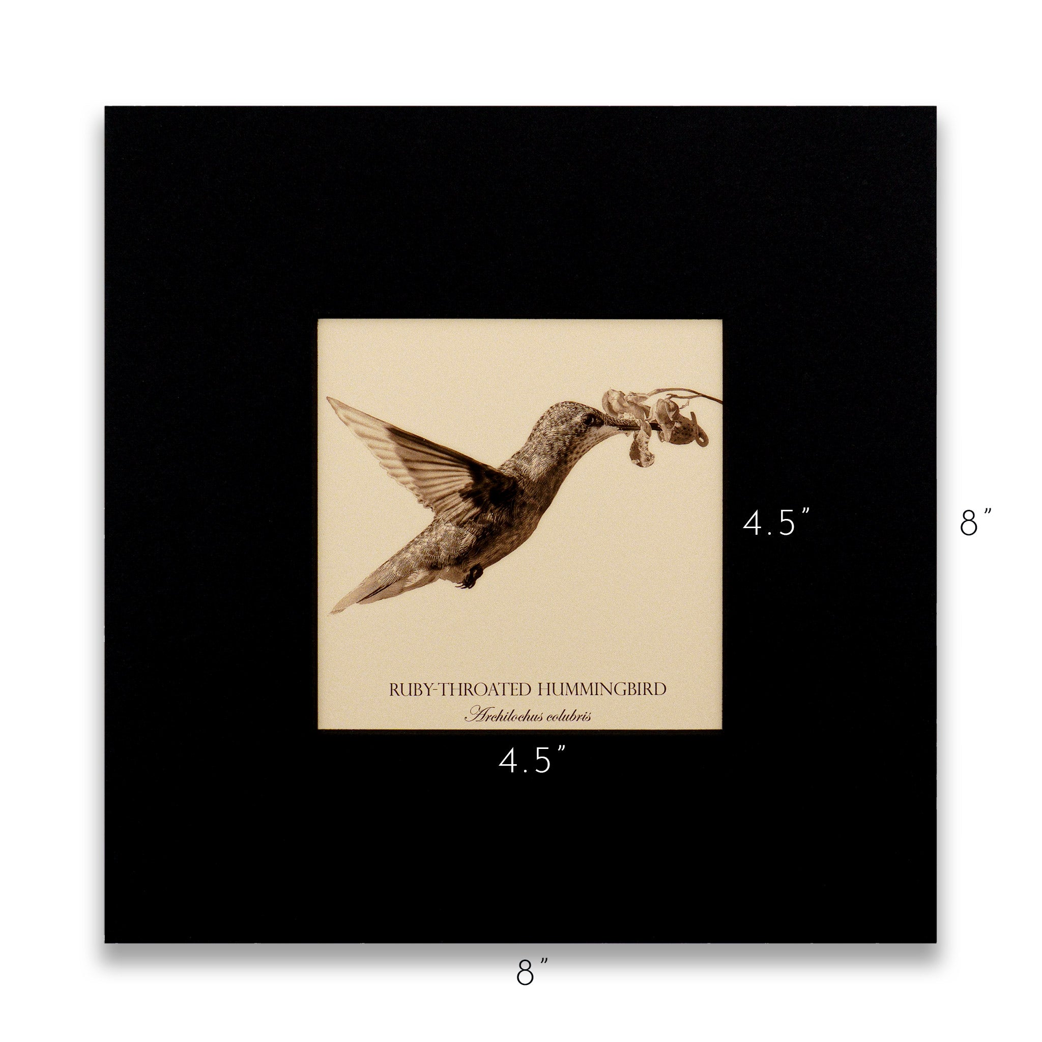 "Ruby-Throated Hummingbird" Fine Art Giclée Print