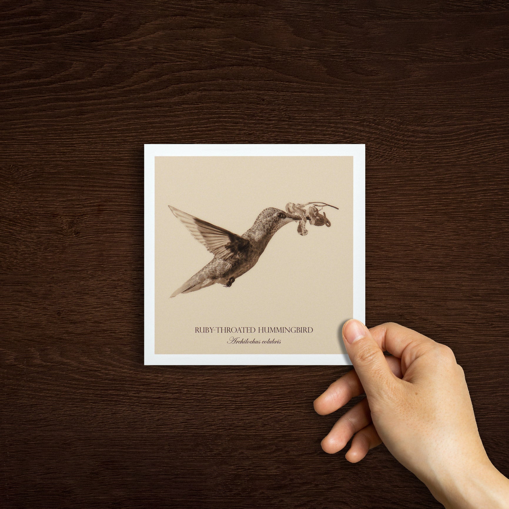 "Ruby-Throated Hummingbird" Fine Art Giclée Print