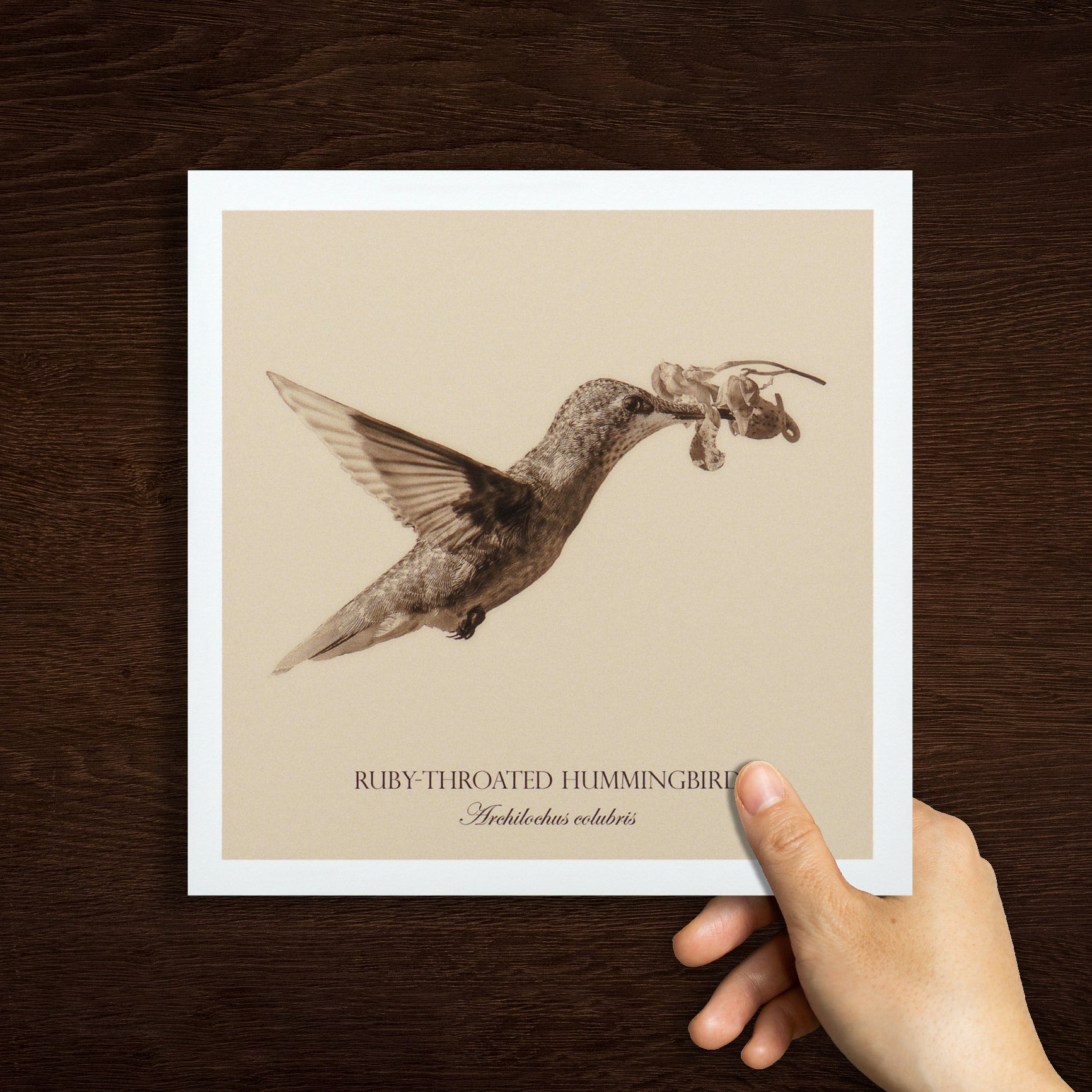 "Ruby-Throated Hummingbird" Fine Art Giclée Print