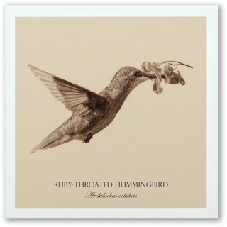 "Ruby-Throated Hummingbird" Fine Art Giclée Print