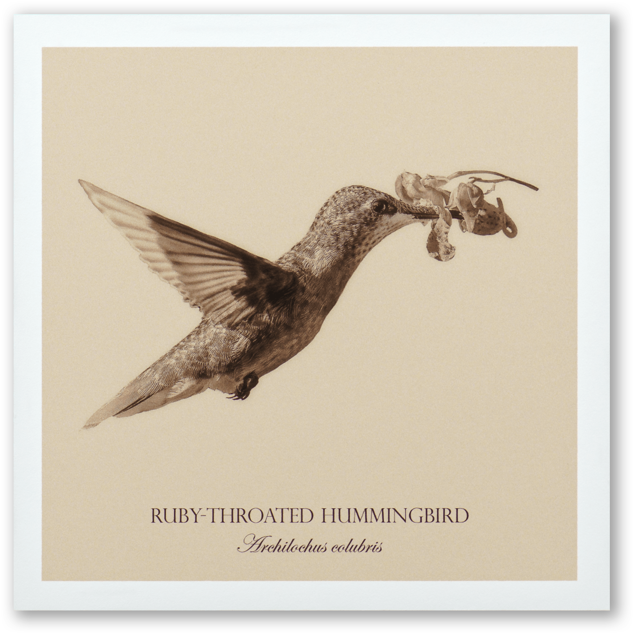 "Ruby-Throated Hummingbird" Fine Art Giclée Print