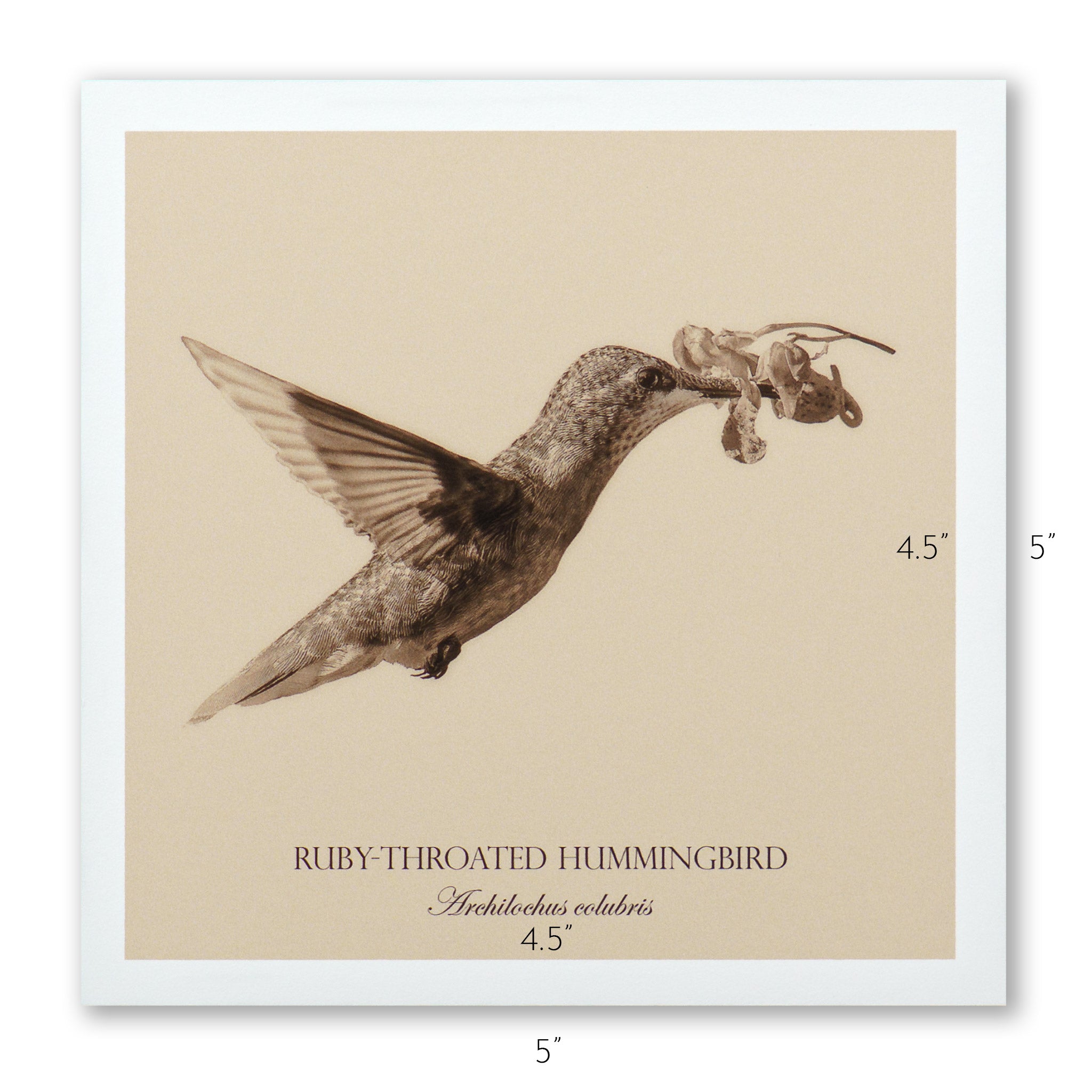 "Ruby-Throated Hummingbird" Fine Art Giclée Print