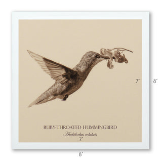 "Ruby-Throated Hummingbird" Fine Art Giclée Print